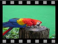 Birds & Animals